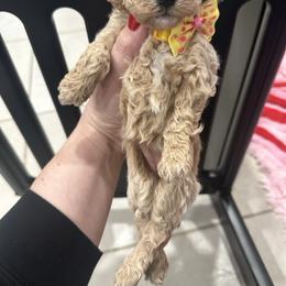 Dior - Apricot female Maltipoo puppy in Apple Valley, California from Boujeepups