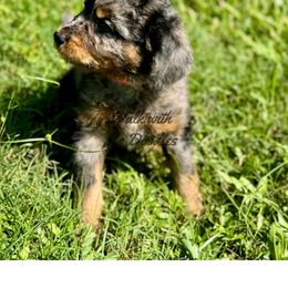 Australian Labradoodle, Bernedoodle, Cavapoo, and Poodle Puppies from Walk with Me Doodles