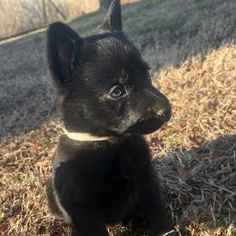 White - Black male German Shepherd puppy in Saluda, South Carolina from Ray Ranch, LLC