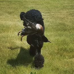 Poodles from Misfire Kennel