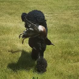 Poodles from Misfire Kennel