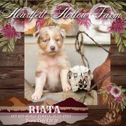 Riata - Red merle female Australian Shepherd puppy in Keyser, West Virginia from Heartfelt Hollow Farm