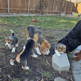 Beagle Puppies from Blackstone
