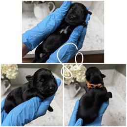 Sid - Black male Miniature Schnauzer puppy in Victorville, California from West Coast Crown  Miniature Schnauzer