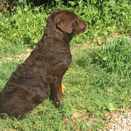 Chesapeake Bay Retriever All Grown Up from Wild Wood Chesapeakes