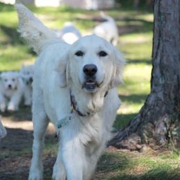 Golden Retrievers from Stoney Acres Retrievers