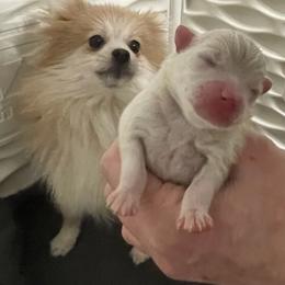 Joker - Cream sable parti male Pomeranian puppy in Stockton, California from CutiePoms