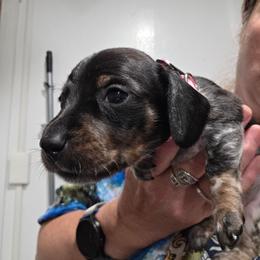 Dark pink collar, Pippie's black and tan piebald smooth girl with heavy ticking - Piebald female Dachshund puppy in Caldwell, Idaho from Dozendachs