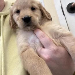 Girl 4 - Dark golden female Golden Retriever puppy in Murrieta, California from The Golden Leash Kennels