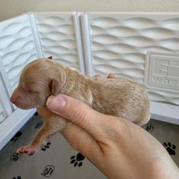 Girl 2 - Apricot female Poodle puppy in Grass Valley, California from Cuddle Paws Poodles