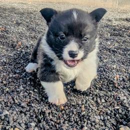 Giblet - Brindle and white male Cardigan Welsh Corgi puppy in Hotchkiss, Colorado from Bell S Ranch
