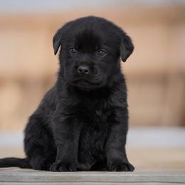 Coriander - Black male Labrador Retriever puppy in Ridgecrest, California from Black Mountain Service Dogs