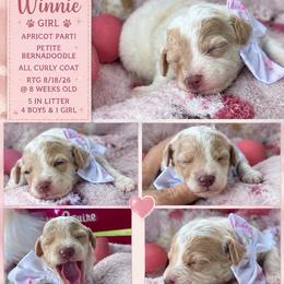 Winnie - Yellow and white female Bernedoodle puppy in Rising Sun, Indiana from Ruby Lane Doodles