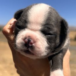 Pixie's blue girl - Blue female Boston Terrier puppy in Yakima, Washington from Barnett’s AKC Boston Terriers