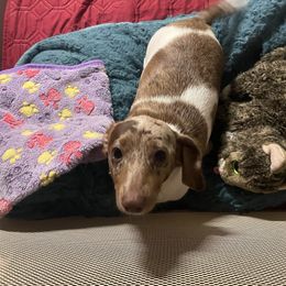 Eleanor - Dachshund
