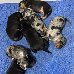 Catahoula Leopard Dog Puppies from Maynard Catahoulas