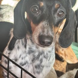 Dachshund puppies from RBP Dachshunds