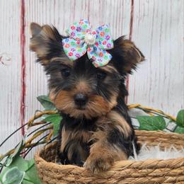 Pixie - Blue and gold female Yorkshire Terrier puppy in Monticello, Iowa from Ashley’s Puppies