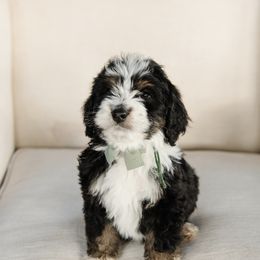 'Stuffing' Green Collar Male - Tri-color male Bernedoodle puppy in Kamas, Utah from A + E Farms