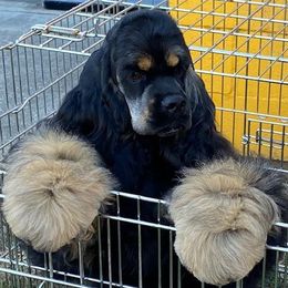 Cocker Spaniels from Kanati' Cocker Spaniels
