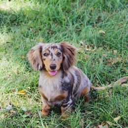 Rein - Australian Shepherd