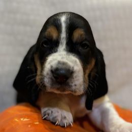 Basset Hounds from Rainbow Ranch
