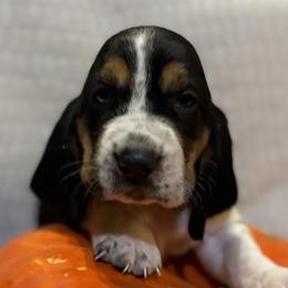 Basset Hounds from Rainbow Ranch