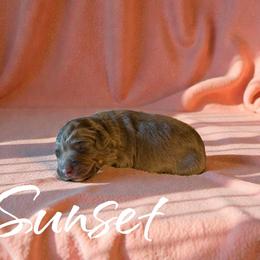 Sunset - Red phantom female Aussiedoodle puppy in Ellenburg Center, New York from Kristin's Puppies
