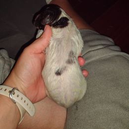Nadia - Liver and white female German Shorthaired Pointer puppy in Mechanicsville, Iowa from Apple River Working Dogs