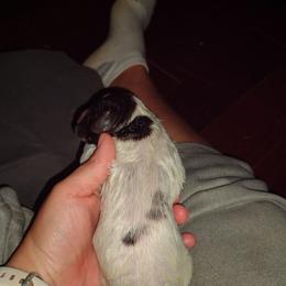 Nadia - Liver and white female German Shorthaired Pointer puppy in Mechanicsville, Iowa from Apple River Working Dogs