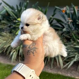 Armani (Gray) - Cream sable parti male Pomeranian puppy in Santa Ana,Ontario, California from Uniquepombabies