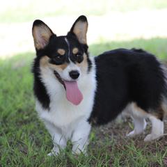 Biscuit - Pembroke Welsh Corgi