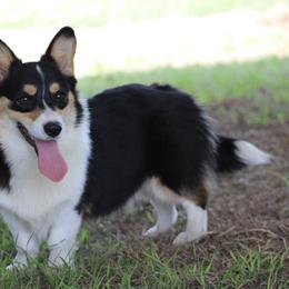 Biscuit - Pembroke Welsh Corgi
