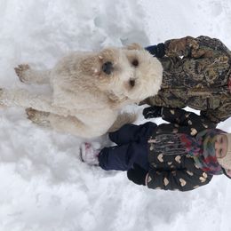 Goldendoodle All Grown Up from AR Diamond Doodled