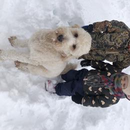 Goldendoodle All Grown Up from AR Diamond Doodled