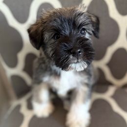 Princess - Black and silver female Miniature Schnauzer puppy in La Mirada, California from SchnauzersRus