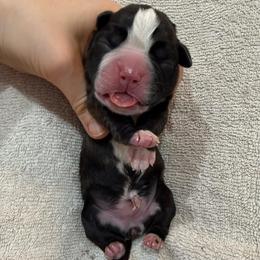 Tan Collar Brindle Female - Brindle female Boxer puppy in Alpine, New York from Kickin Rooster AKC Boxers