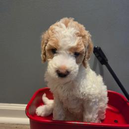 Sparkle - Parti female Goldendoodle puppy in Kansas City, Missouri from Poppy's Doodles