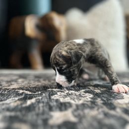Star - Black brindle female Whippet puppy in Fort Myers, Florida from Rainbow Whippets