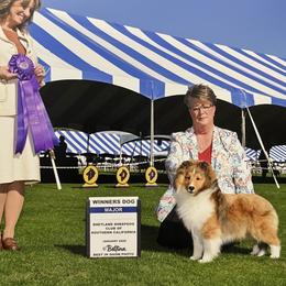 Clayton - Sable and white male Shetland Sheepdog puppy in Anza, California from BranGay Shetland Sheepdogs Since 1971