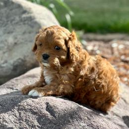 Mario - Red male Cavapoo puppy in Herriman, Utah from Shaggy Mountain Pups LLC