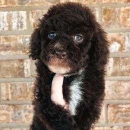 Lavender Collar - Brown female Cockapoo puppy in Richmond, Kentucky from The Doting Doodle