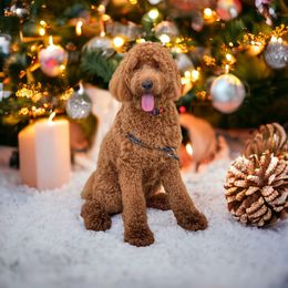 Rosie  - Goldendoodle