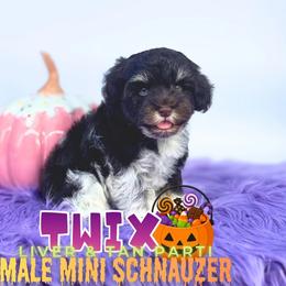 Twix - Liver male Miniature Schnauzer puppy in Cypress, Texas from Brady's Birddogs