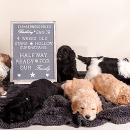 Bernedoodle Puppies from Sugarcreek Haven Bernedoodles