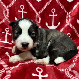 Ralphie - Black and white male Siberian Husky puppy in Centreville, Maryland from Huskies By the Bay