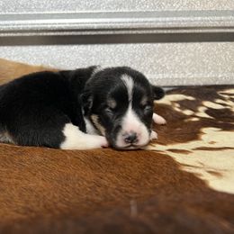 Girl 1 - Black and tan Pembroke Welsh Corgi puppy in Linden, Texas from W&W “lil” Wrangler Corgis