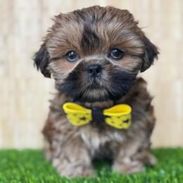 Curly - Brindle male Shih Tzu puppy in San Tan Valley, Arizona from My Puppy Tzu