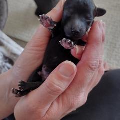 Poodle Puppies from Silver Stars Toy Poodles