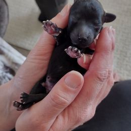 Poodle Puppies from Silver Stars Toy Poodles